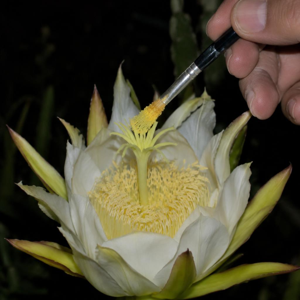 Polinização de flor de pitaya com pincel (imagem ilustrativa)
